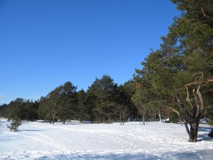 Shores of Kallahti_Helsinki_Finland