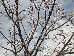 Trees_in_winter_after_snow_and_ice_with_branches